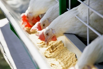 Enpòtans nan vitamin ak tras eleman nitrisyon pou mete poul