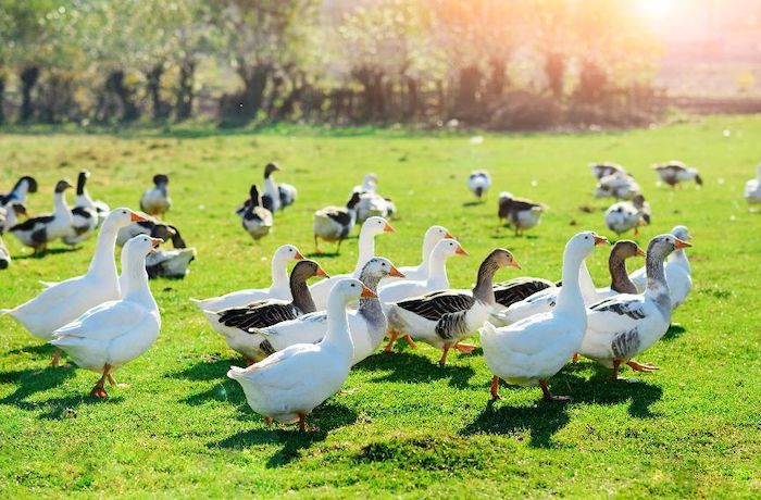 Goose Feed